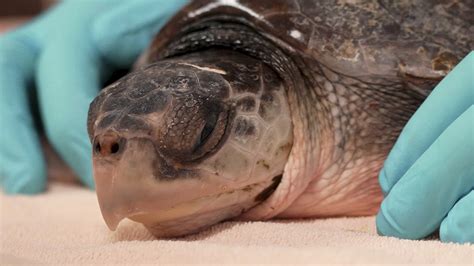 52 sea turtles flown from New England to Florida for rehab
